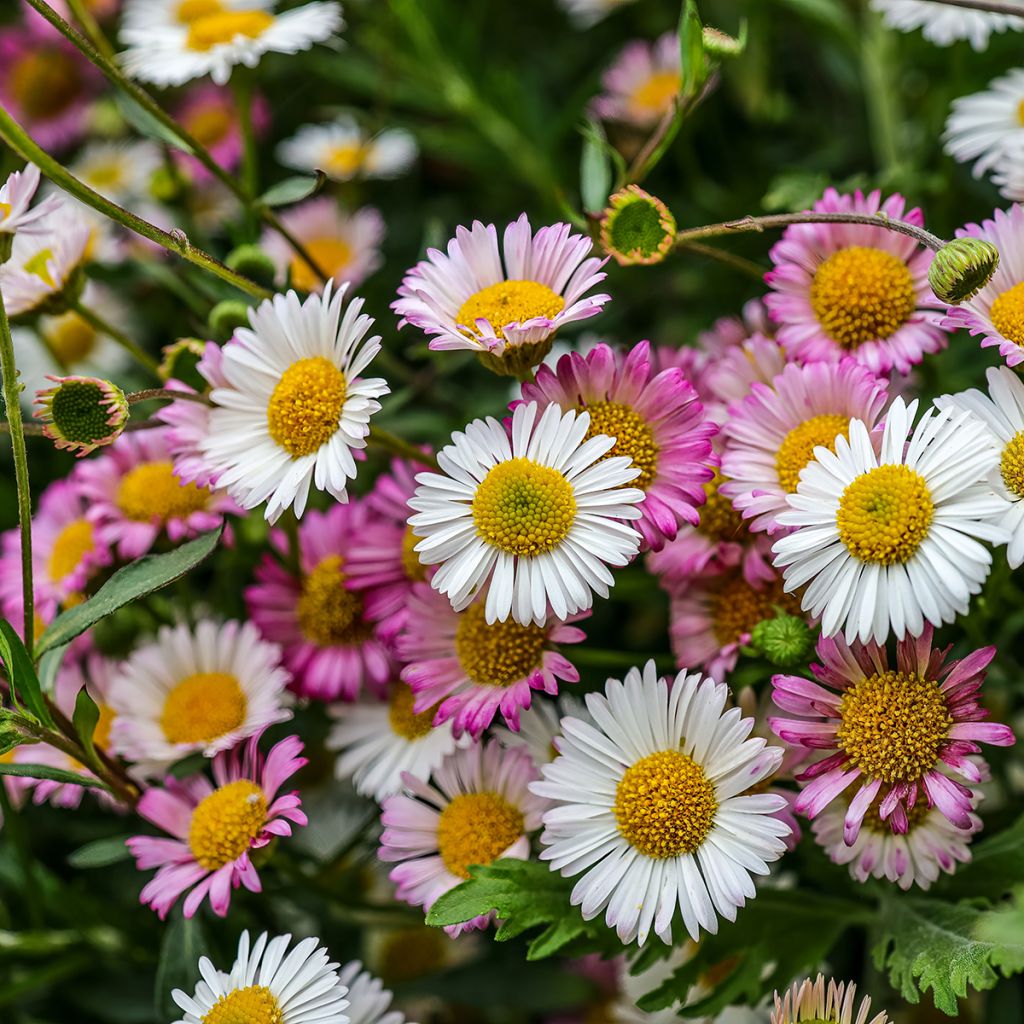 Erigeron karvinskianus - Muurfijnstraal