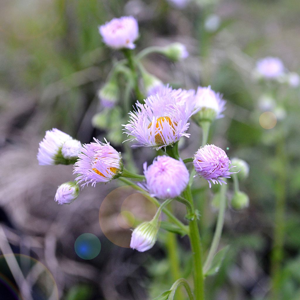 Erigeron philadelphicus - Fijnstraal