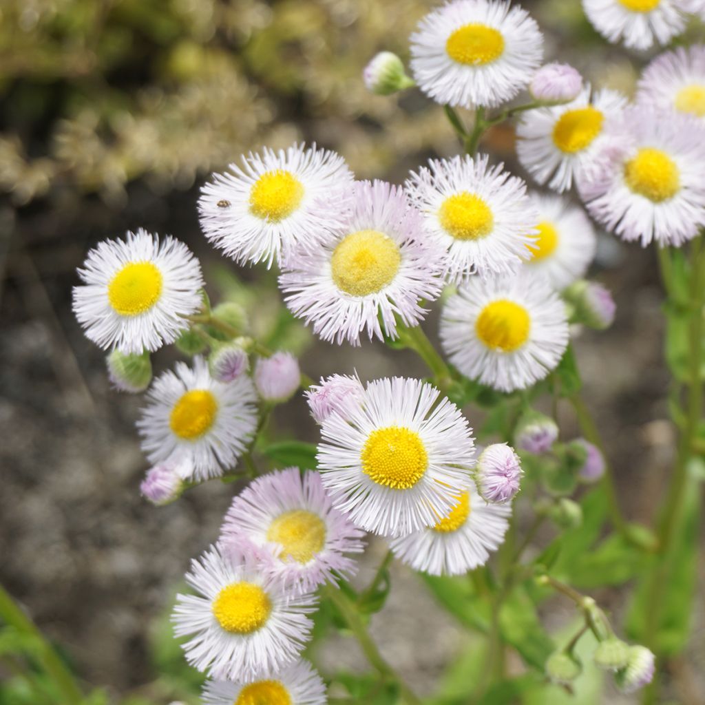 Erigeron philadelphicus - Fijnstraal