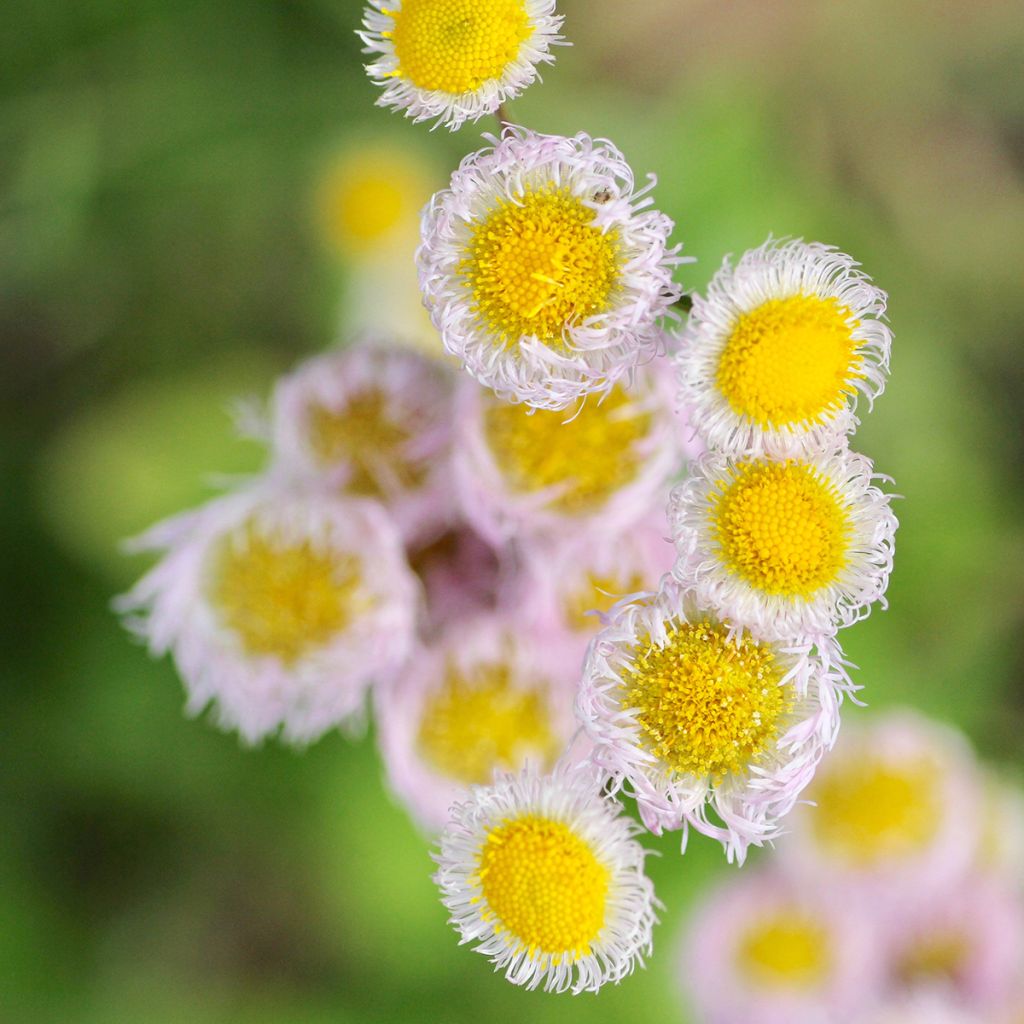 Erigeron philadelphicus - Fijnstraal