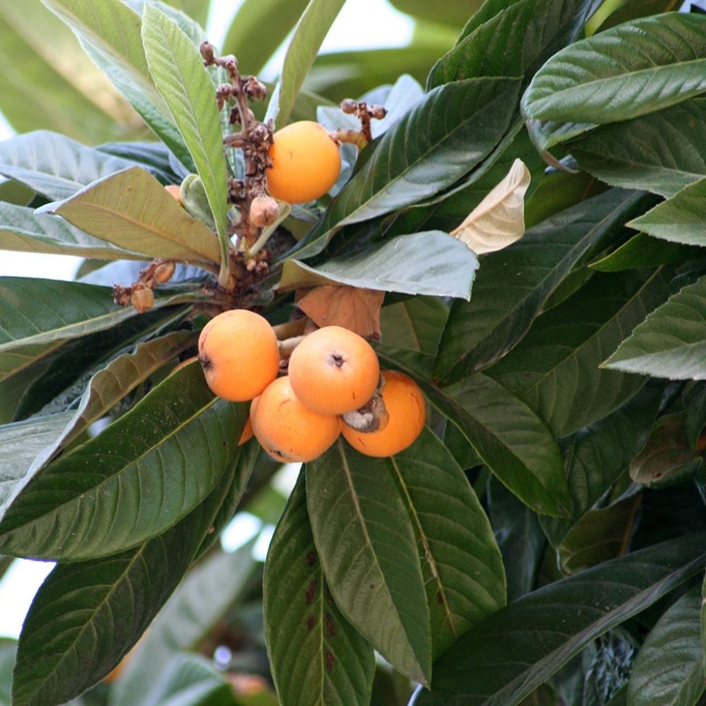 Eriobotrya japonica - Japanse mispel