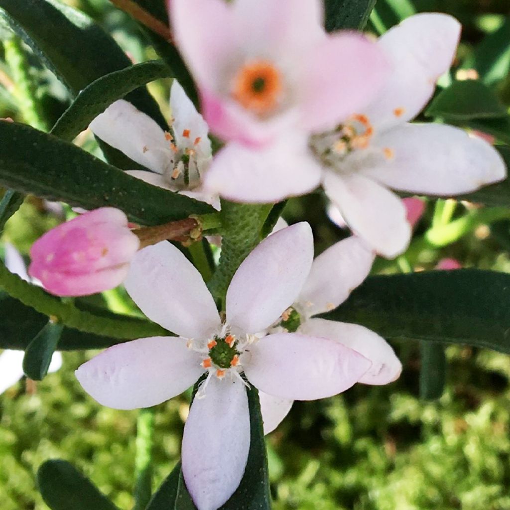 Philotheca myoporoides Flower Girl Pink - Wasbloem