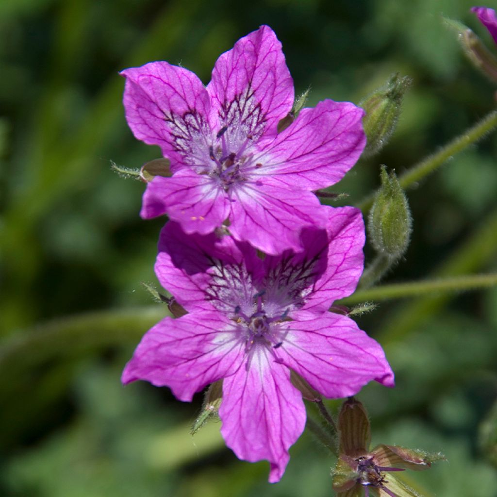 Erodium manescavii - Reigersbek