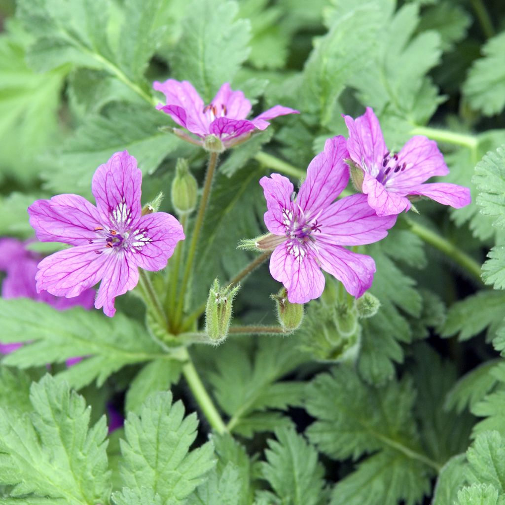 Erodium manescavii - Reigersbek