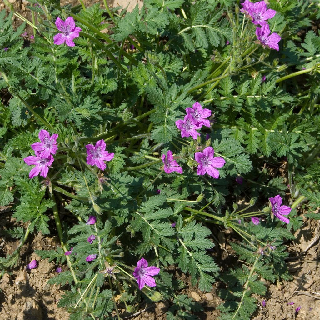 Erodium manescavii - Reigersbek