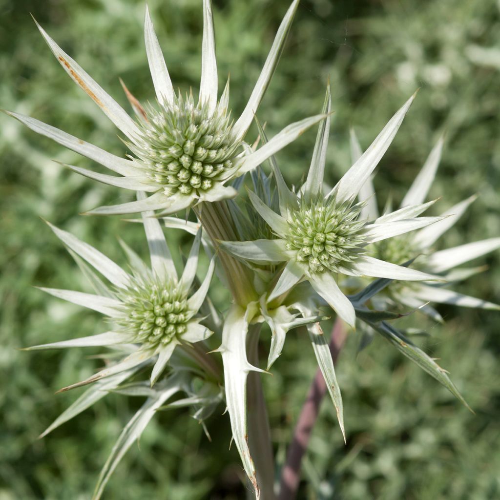 Eryngium Jos Eijking - Kruisdistel