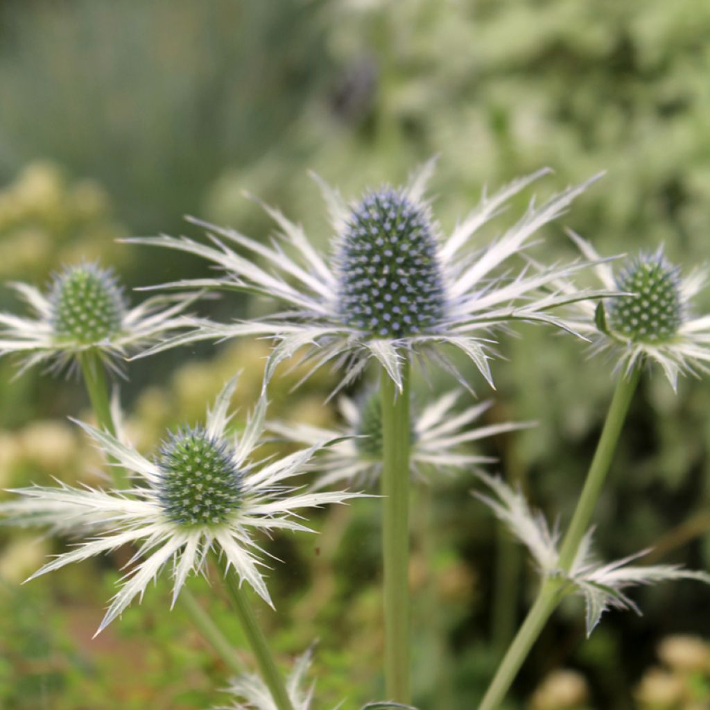 Eryngium Jos Eijking - Kruisdistel