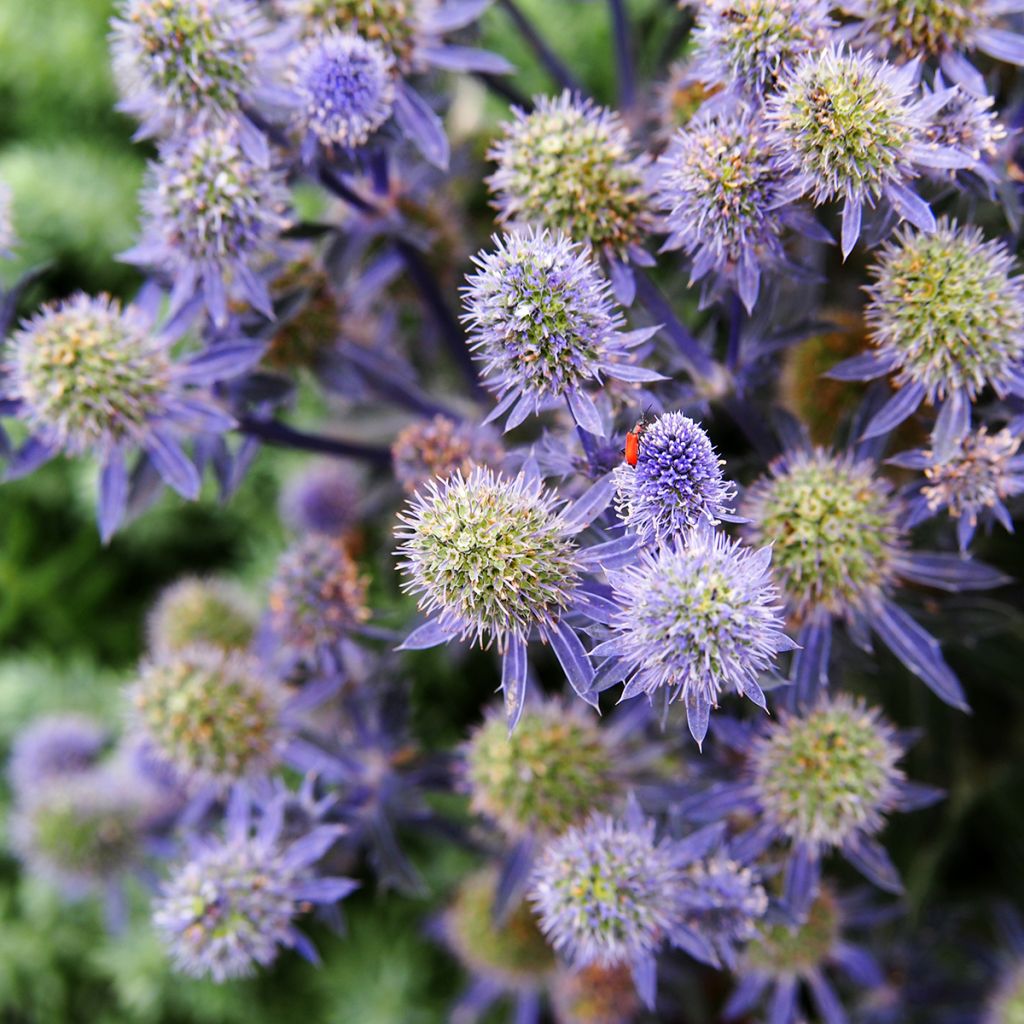 Eryngium planum Tiny Jackpot - Vlakke kruisdistel