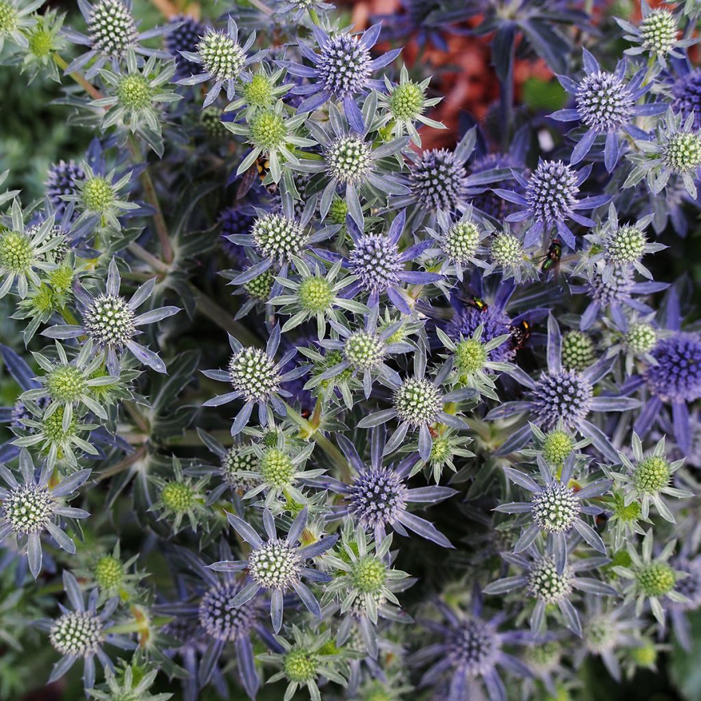 Eryngium planum Tiny Jackpot - Vlakke kruisdistel