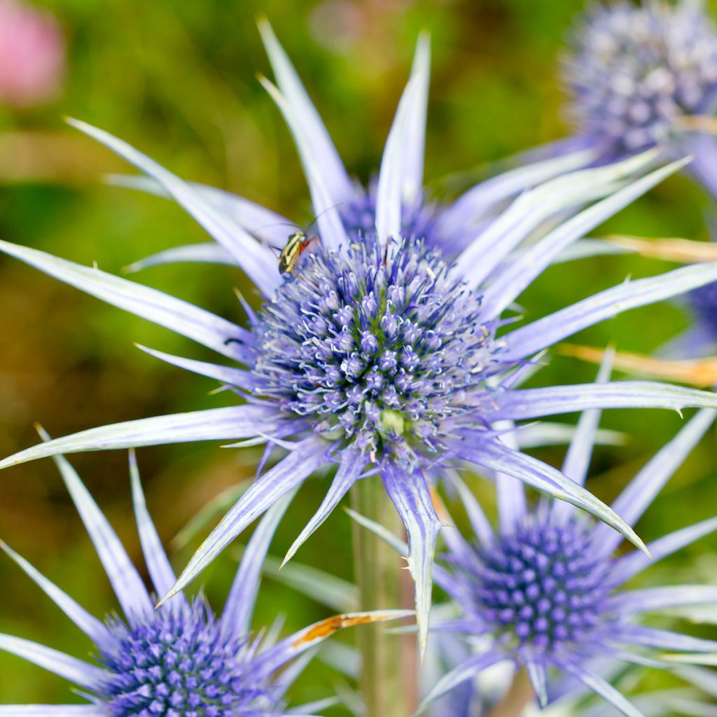 Eryngium bourgatii - Kruisdistel
