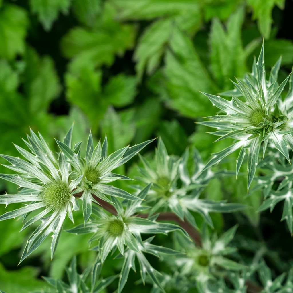 Eryngium bourgatii - Kruisdistel