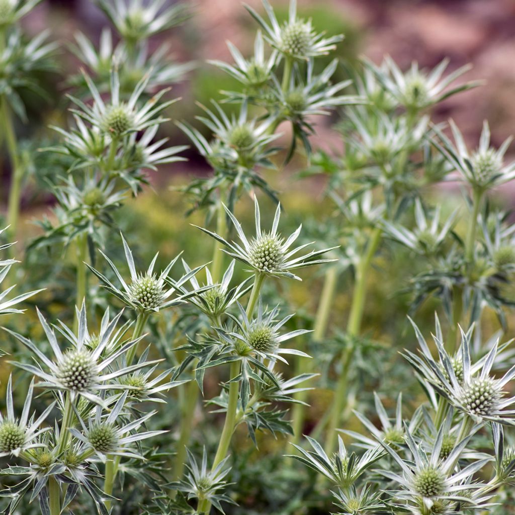Eryngium bourgatii - Kruisdistel