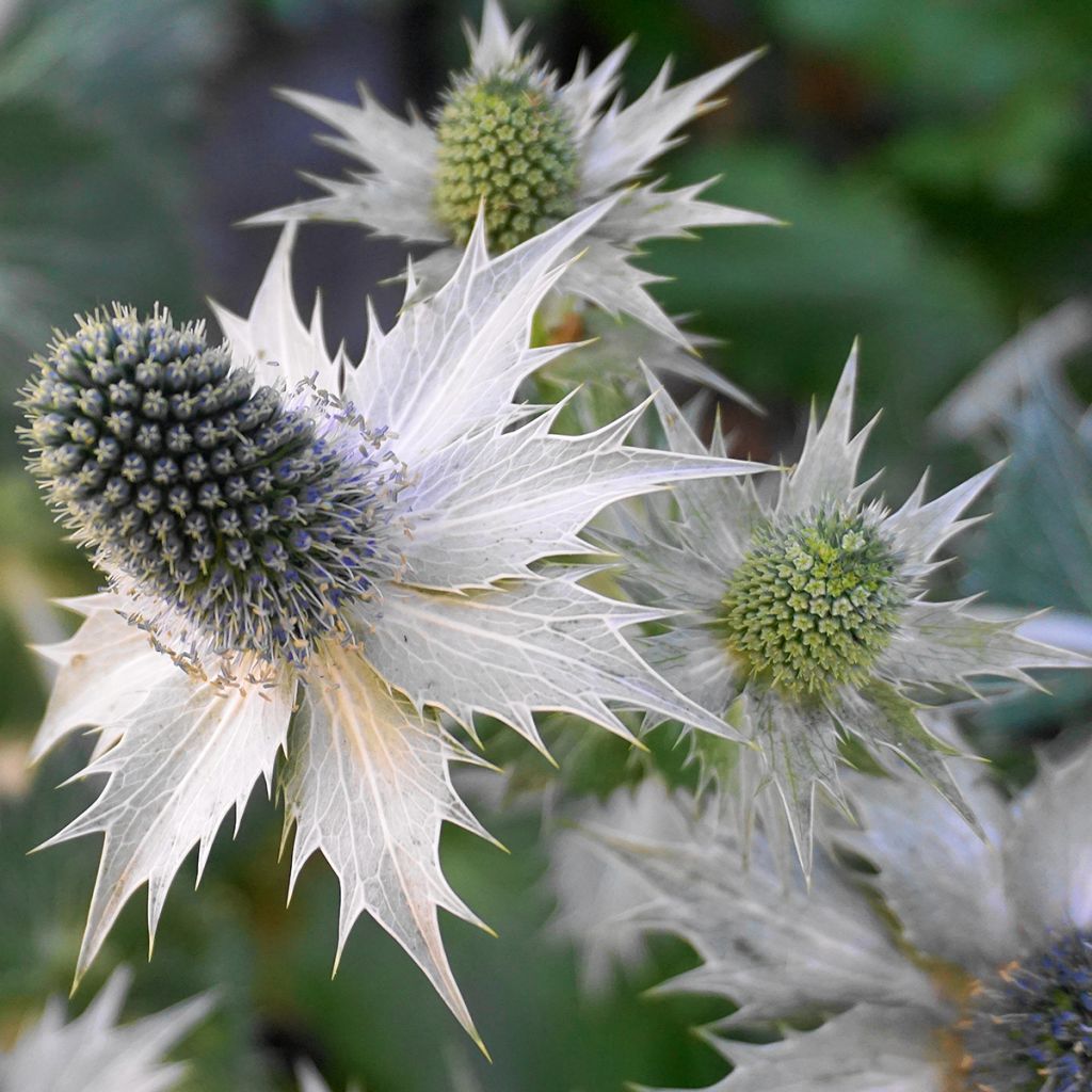 Eryngium giganteum - Ivoordistel