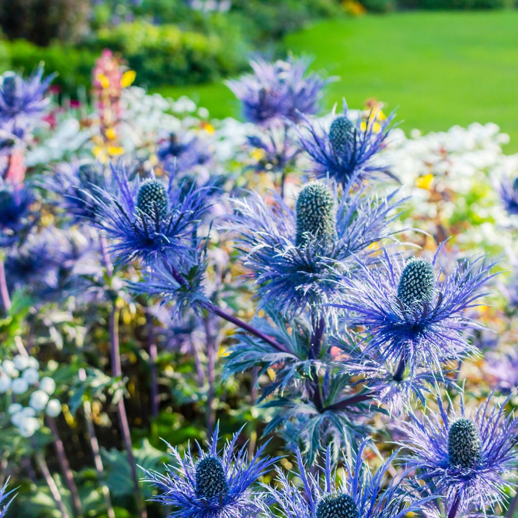 Eryngium oliverianum - Kruisdistel