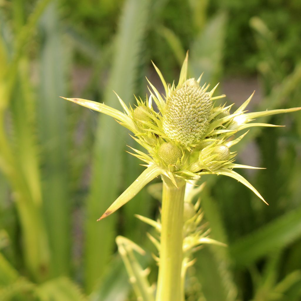 Eryngium pandanifolium - Reuze zeedistel
