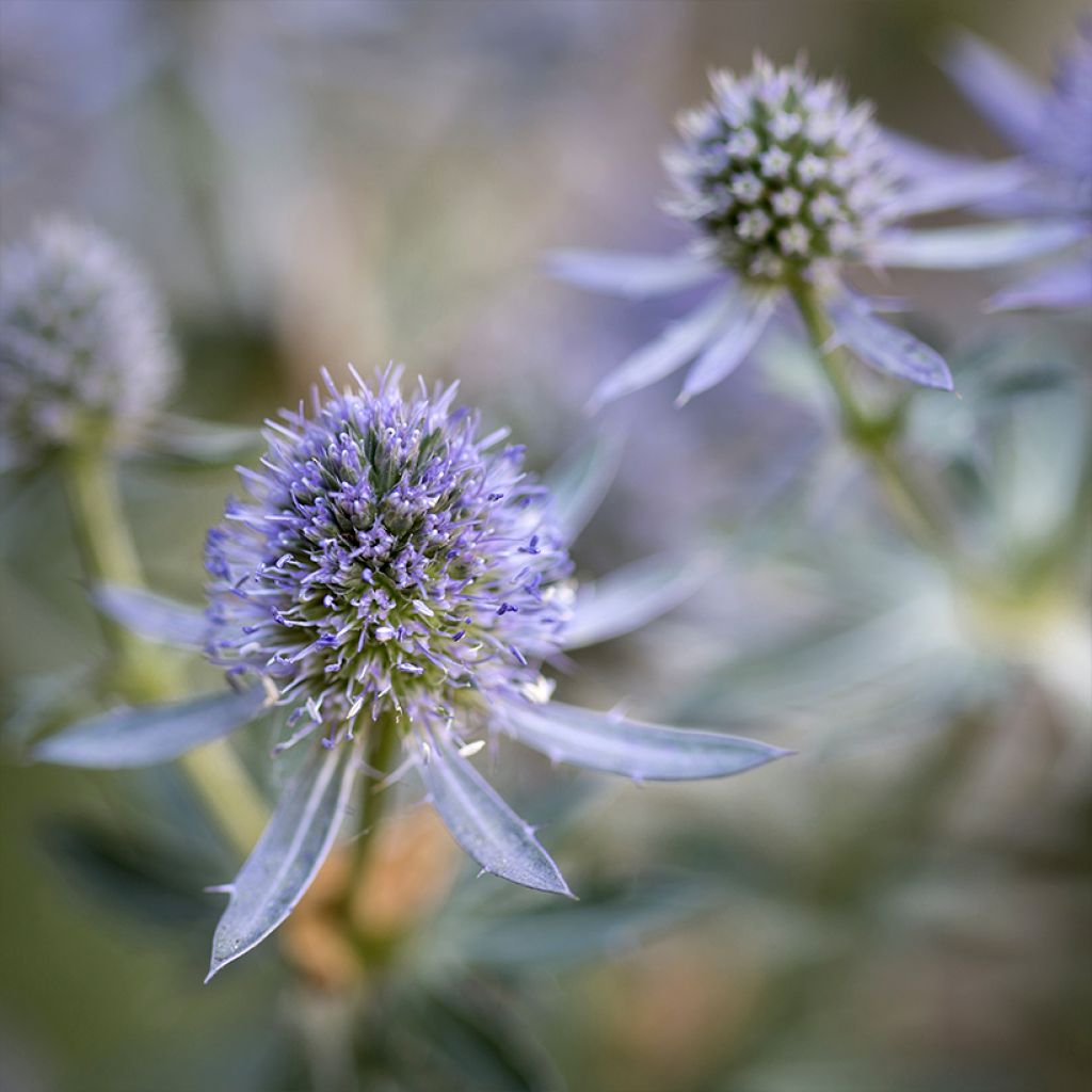 Eryngium planum Blauer Zwerg - Vlakke kruisdistel