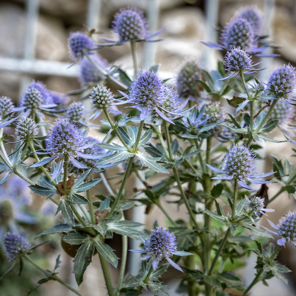 Eryngium planum Blauer Zwerg - Vlakke kruisdistel