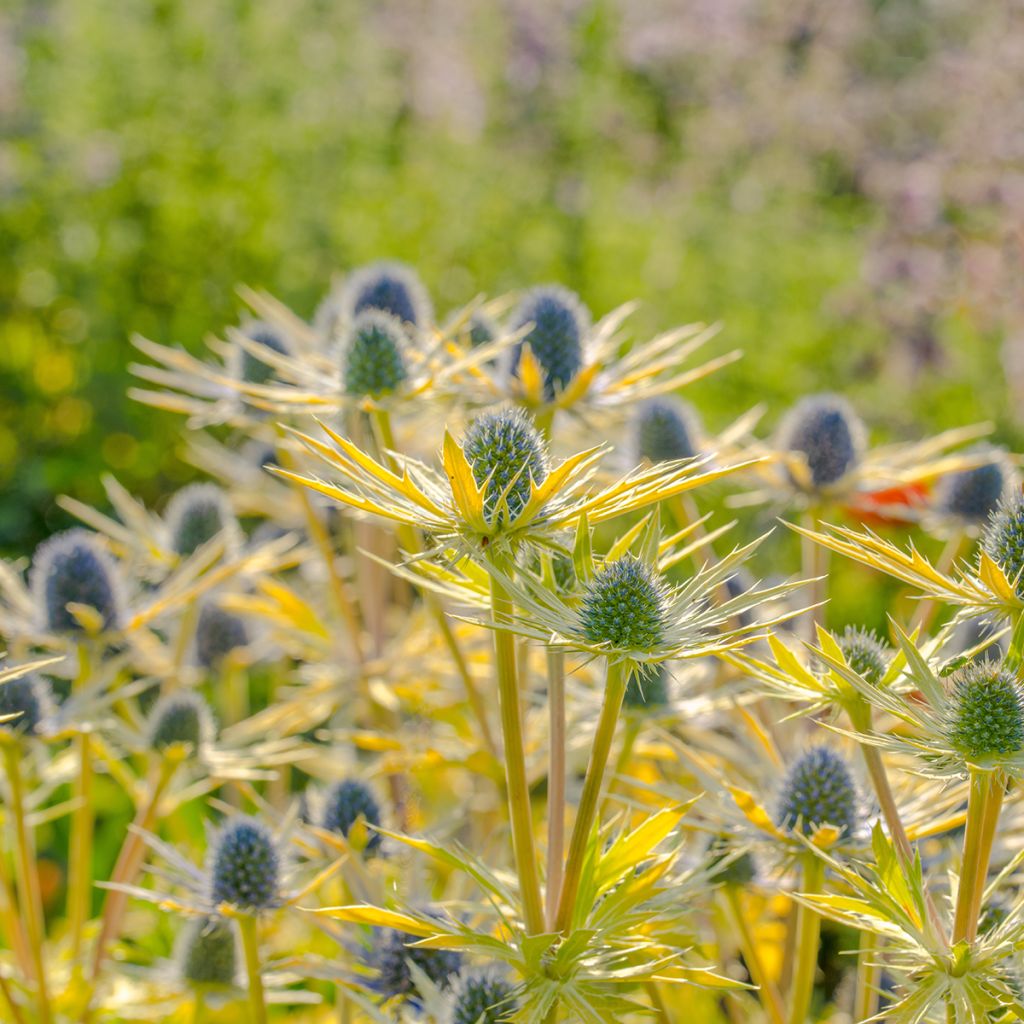 Eryngium planum Neptune's Gold - Vlakke kruisdistel
