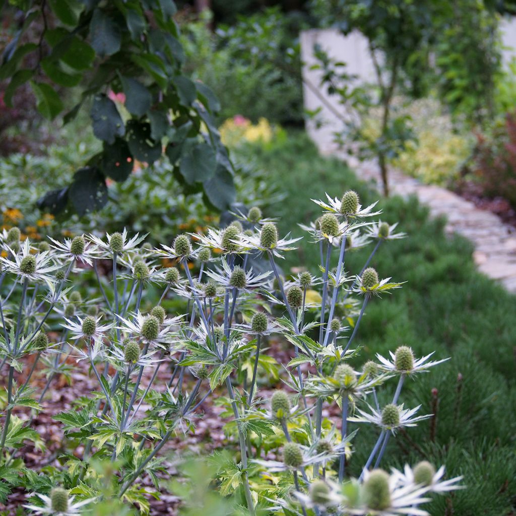 Eryngium planum Neptune's Gold - Vlakke kruisdistel
