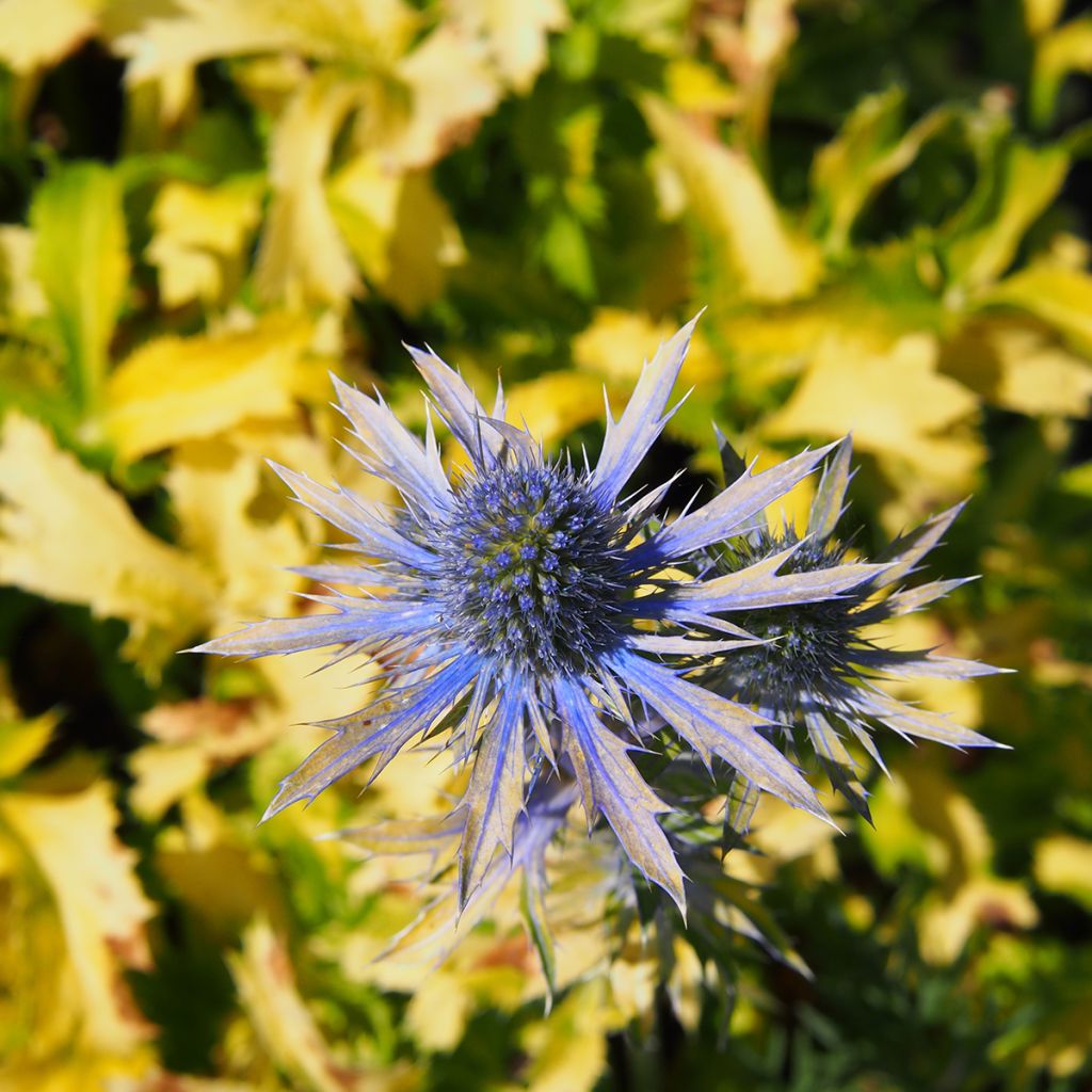 Eryngium planum Neptune's Gold - Vlakke kruisdistel