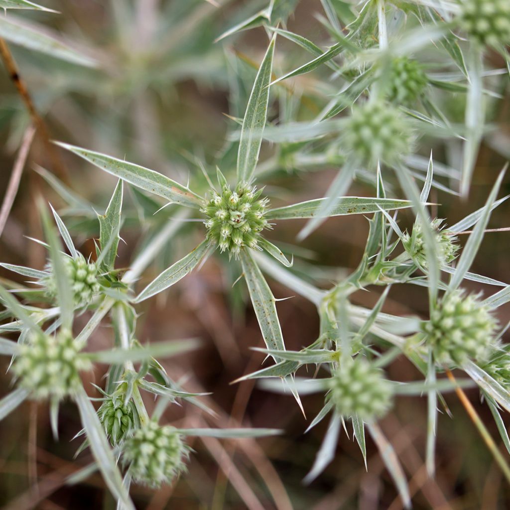 Eryngium variifolium - Kruisdistel
