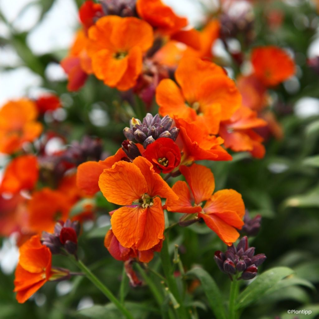 Erysimum cheiri Colour Vibe Orange – Muurbloem