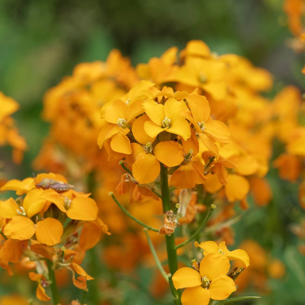 Erysimum allionii Zwerg Mango – Muurbloem