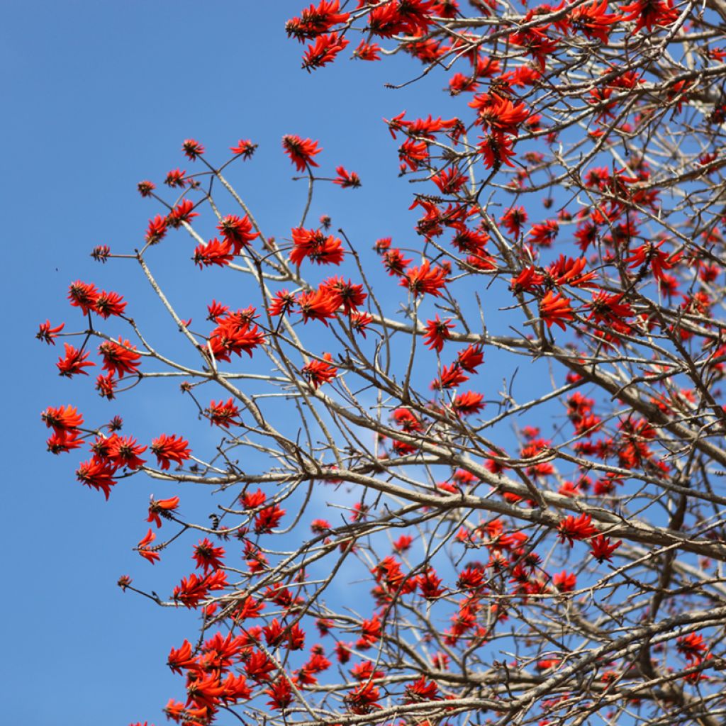 Erythrina caffra - Koraalboom