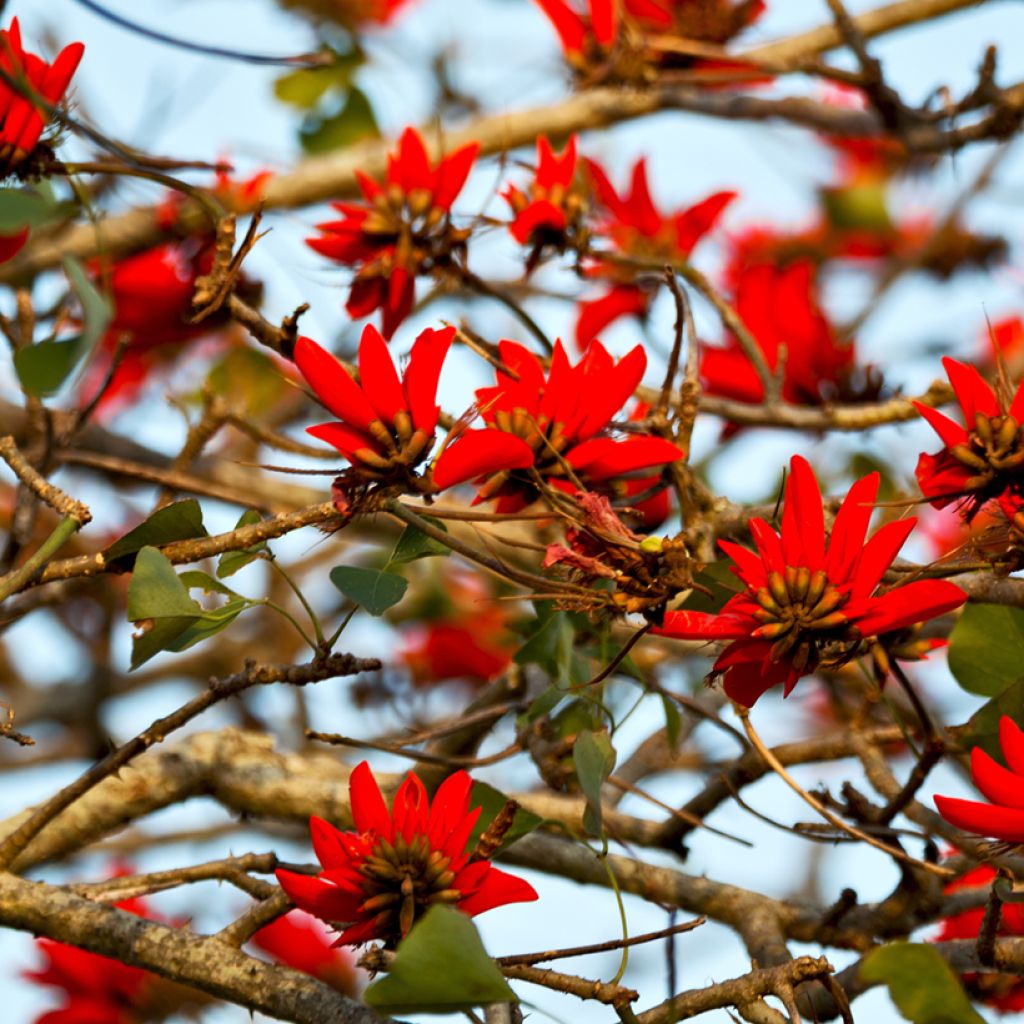 Erythrina caffra - Koraalboom
