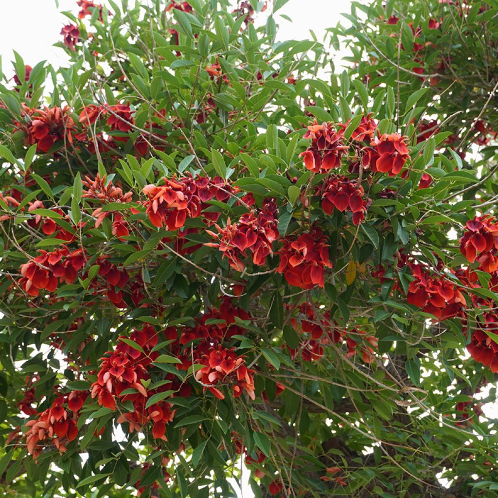 Erythrina crista-galli - Koraalstruik