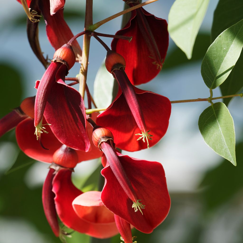 Erythrina crista-galli Compacta - Koraalstruik