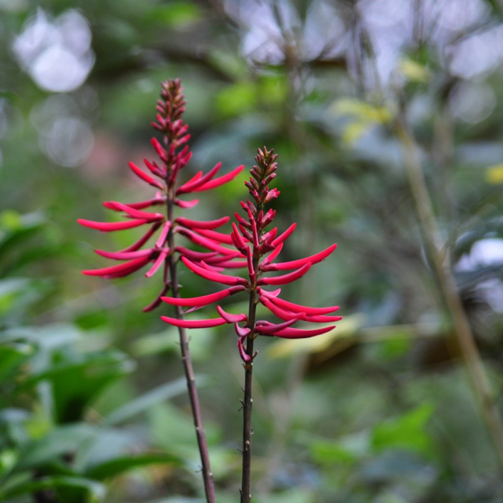 Erythrina Amélie Jeckert - Koraalstruik
