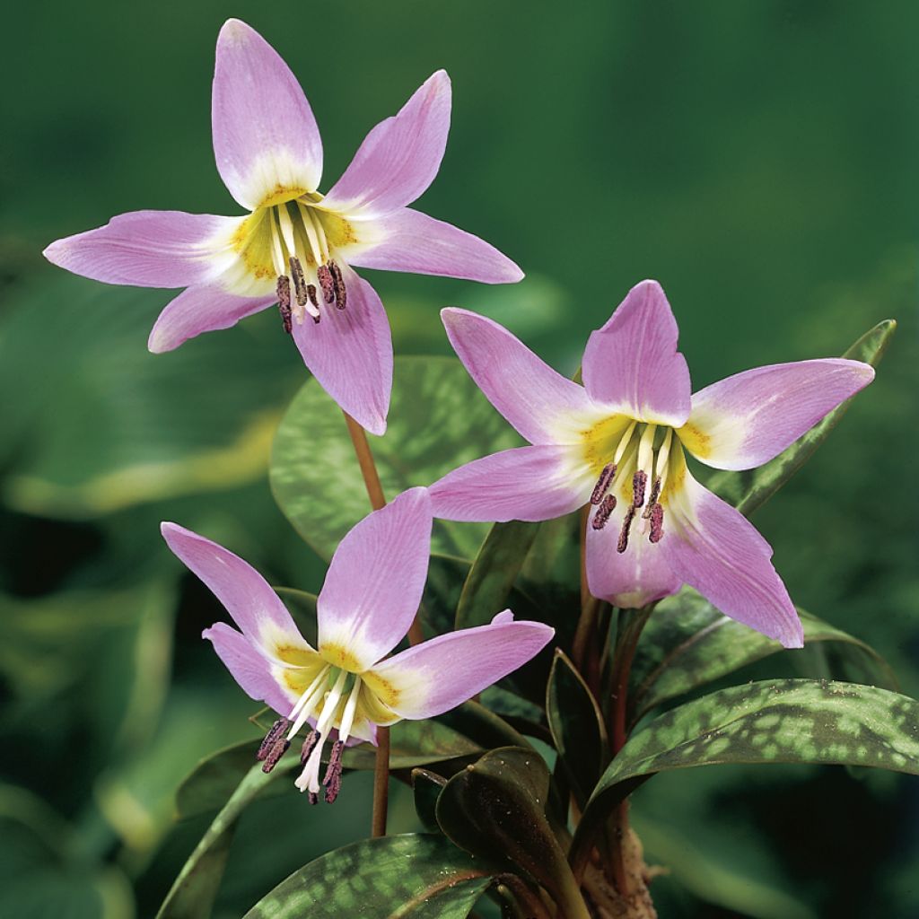 Erythronium dens-canis Lilac Wonder - Hondstand
