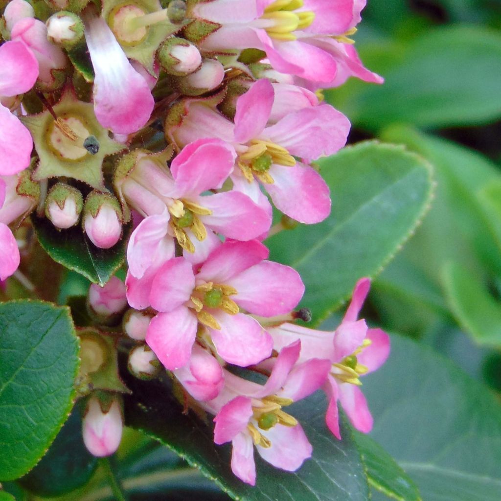Escallonia laevis Pink Elle - Escalloniastruik