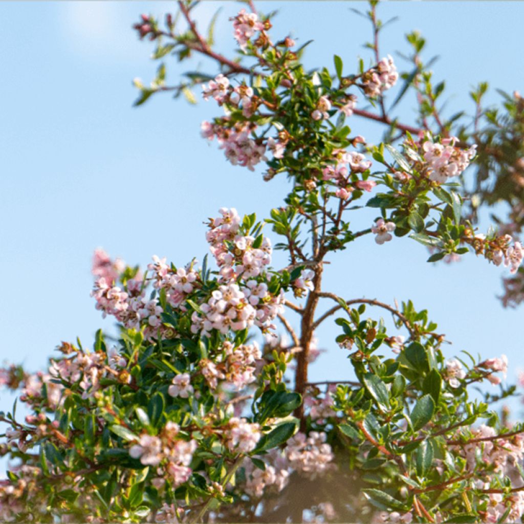 Escallonia Pinky Carpet - Escalloniastruik