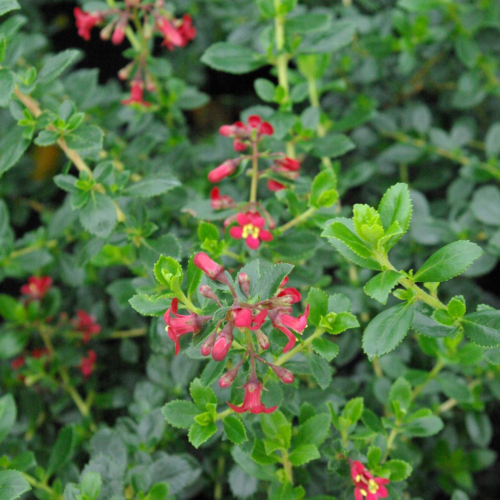 Escallonia rubra Red Elf - Escalloniastruik