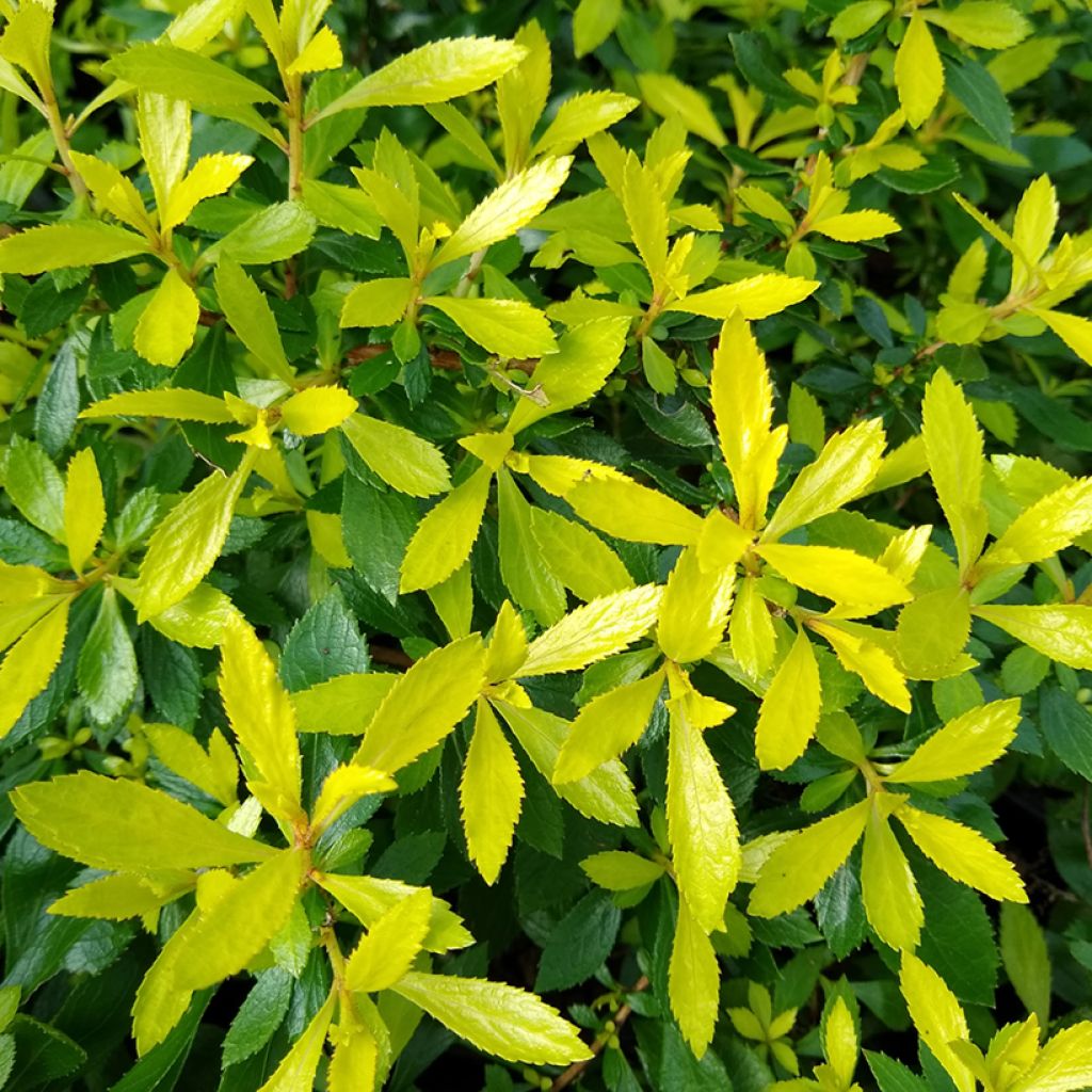 Escallonia Golden Carpet - Escalloniastruik