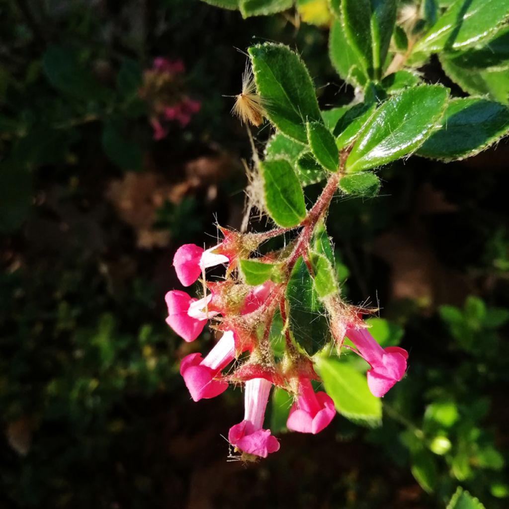 Escallonia rubra macrantha - Escalloniastruik