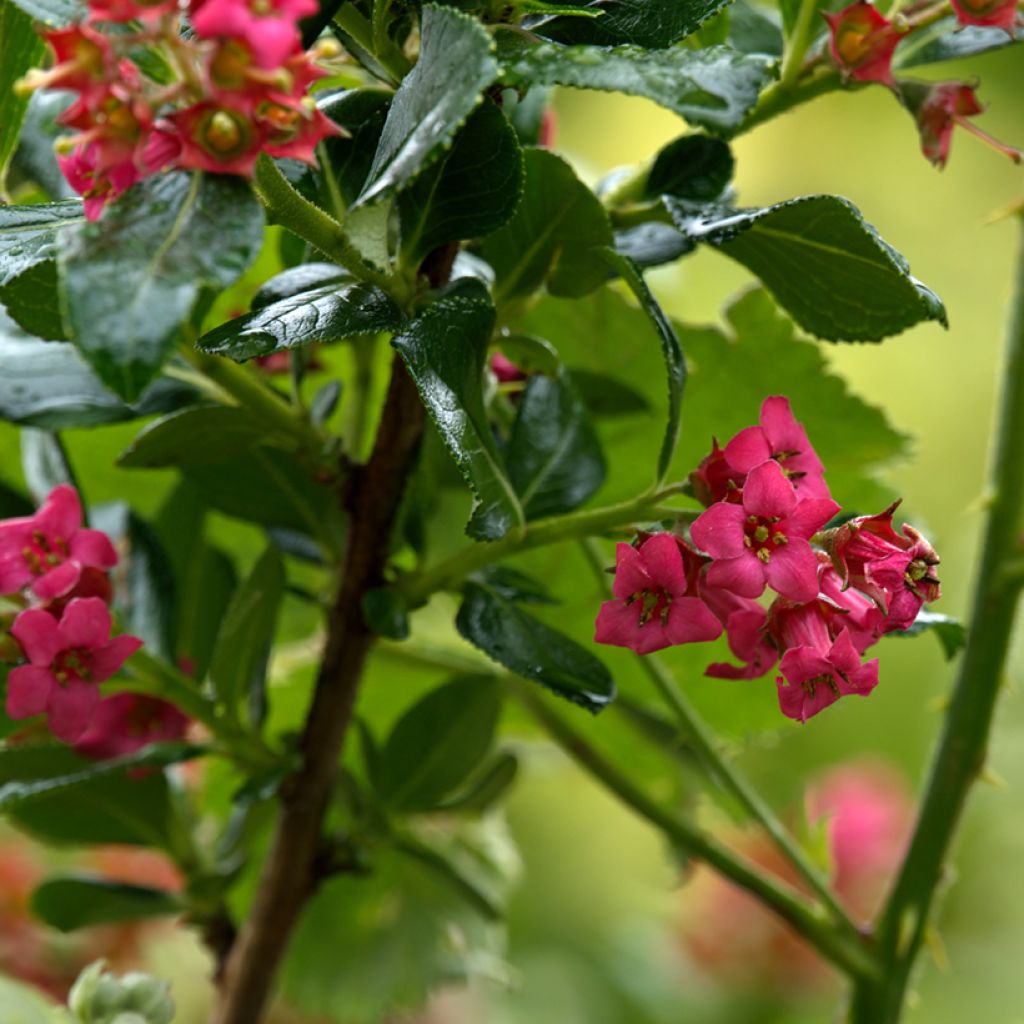 Escallonia rubra Red Elf - Escalloniastruik