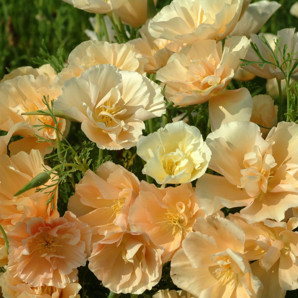 Eschscholzia californica Pink Champagne (zaad) – Slaapmutsje