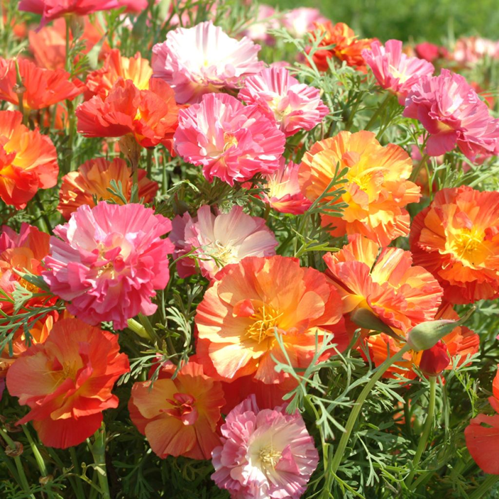 Eschscholzia californica Jelly Beans (zaad) – Slaapmutsje