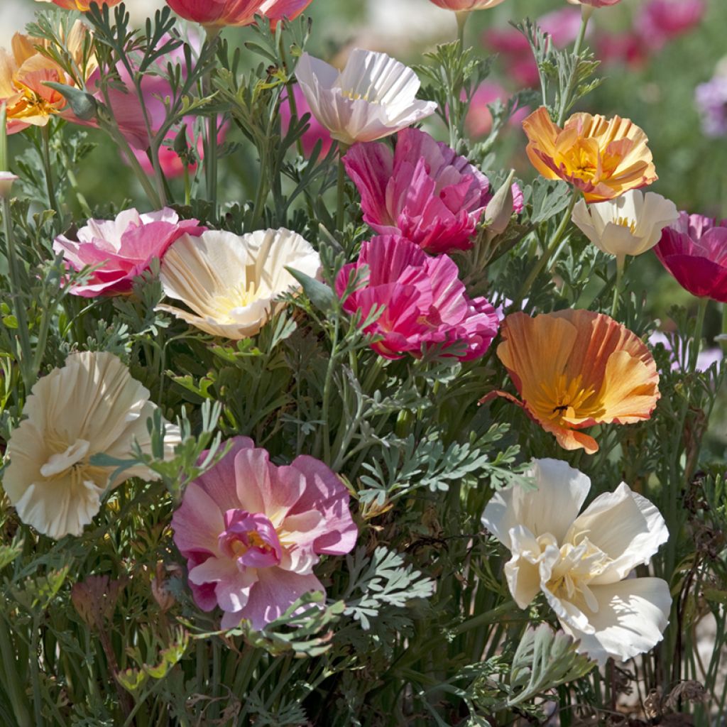 Eschscholzia californica Thai Silk Formula Mixture (zaad) – Slaapmutsje