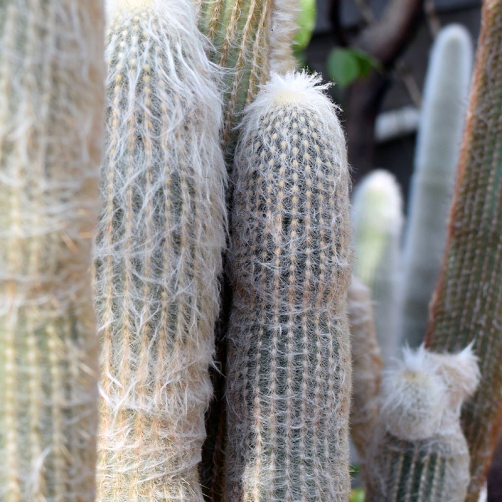 Espostoa lanata - Peruaanse oude man cactus
