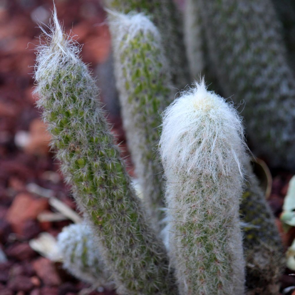 Espostoa lanata - Peruaanse oude man cactus