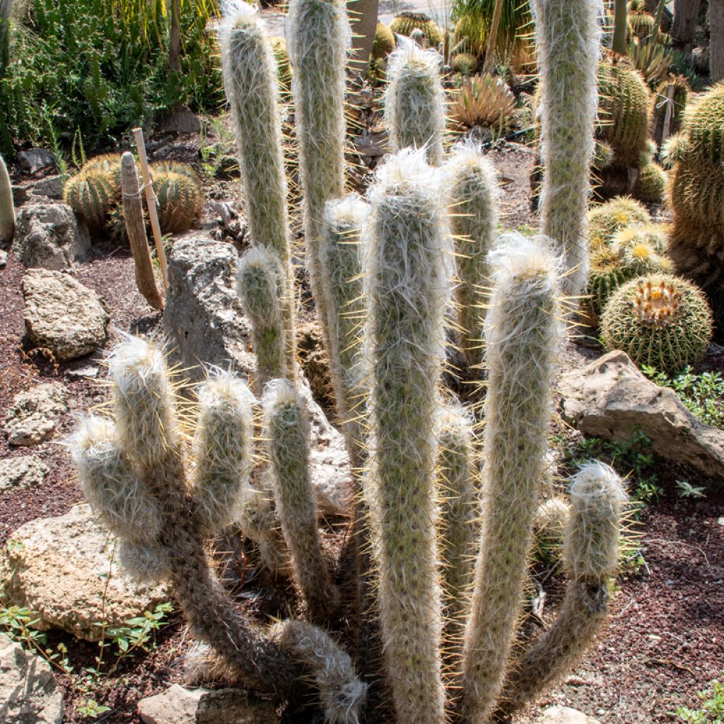 Espostoa lanata - Peruaanse oude man cactus
