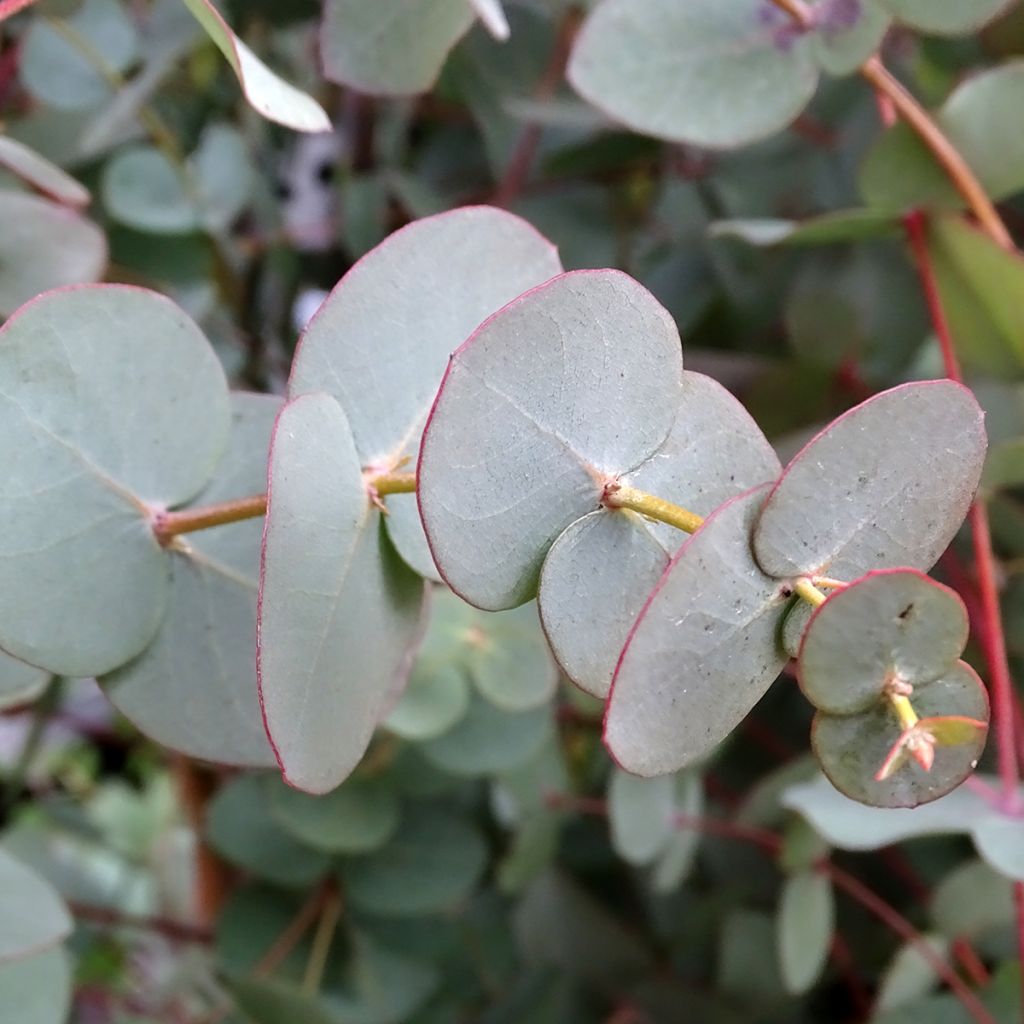 Eucalyptus pulverulenta Baby Blue - Gomboom