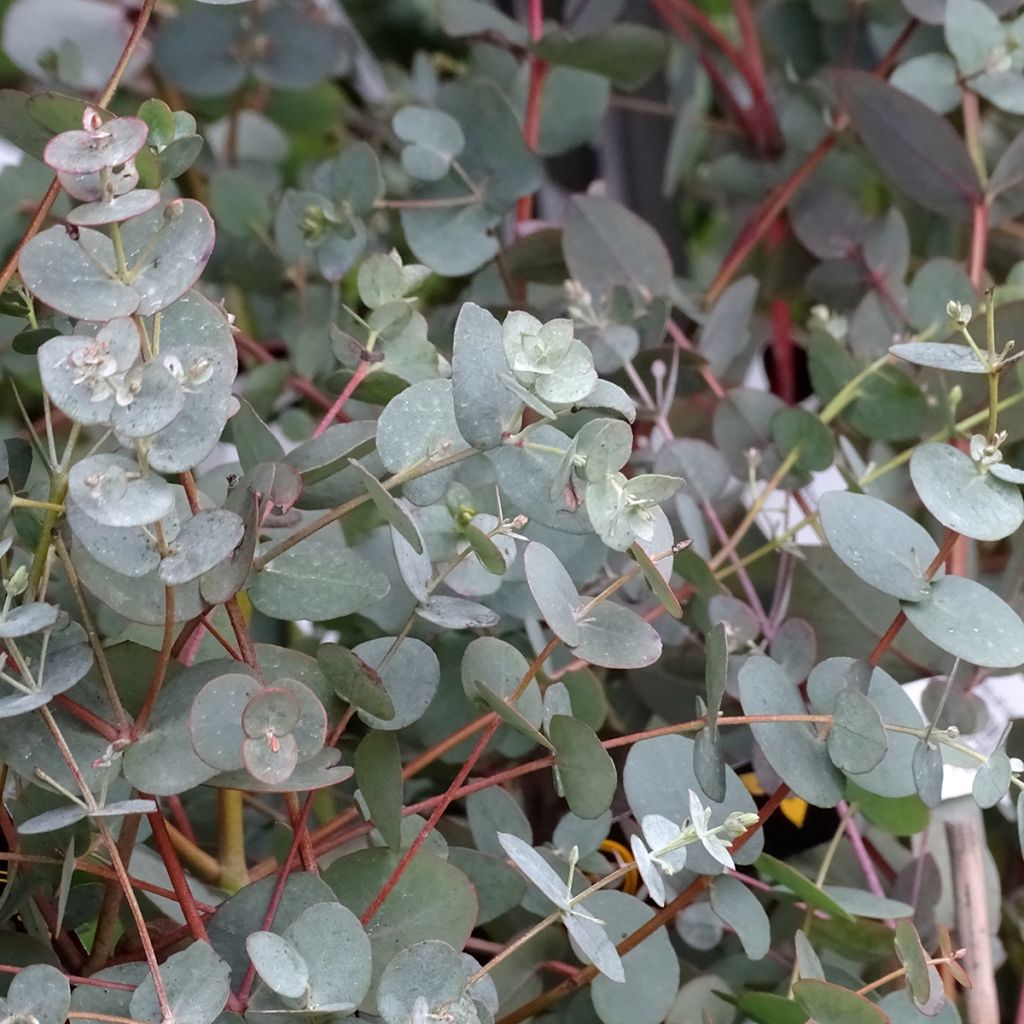 Eucalyptus pulverulenta Baby Blue - Gomboom
