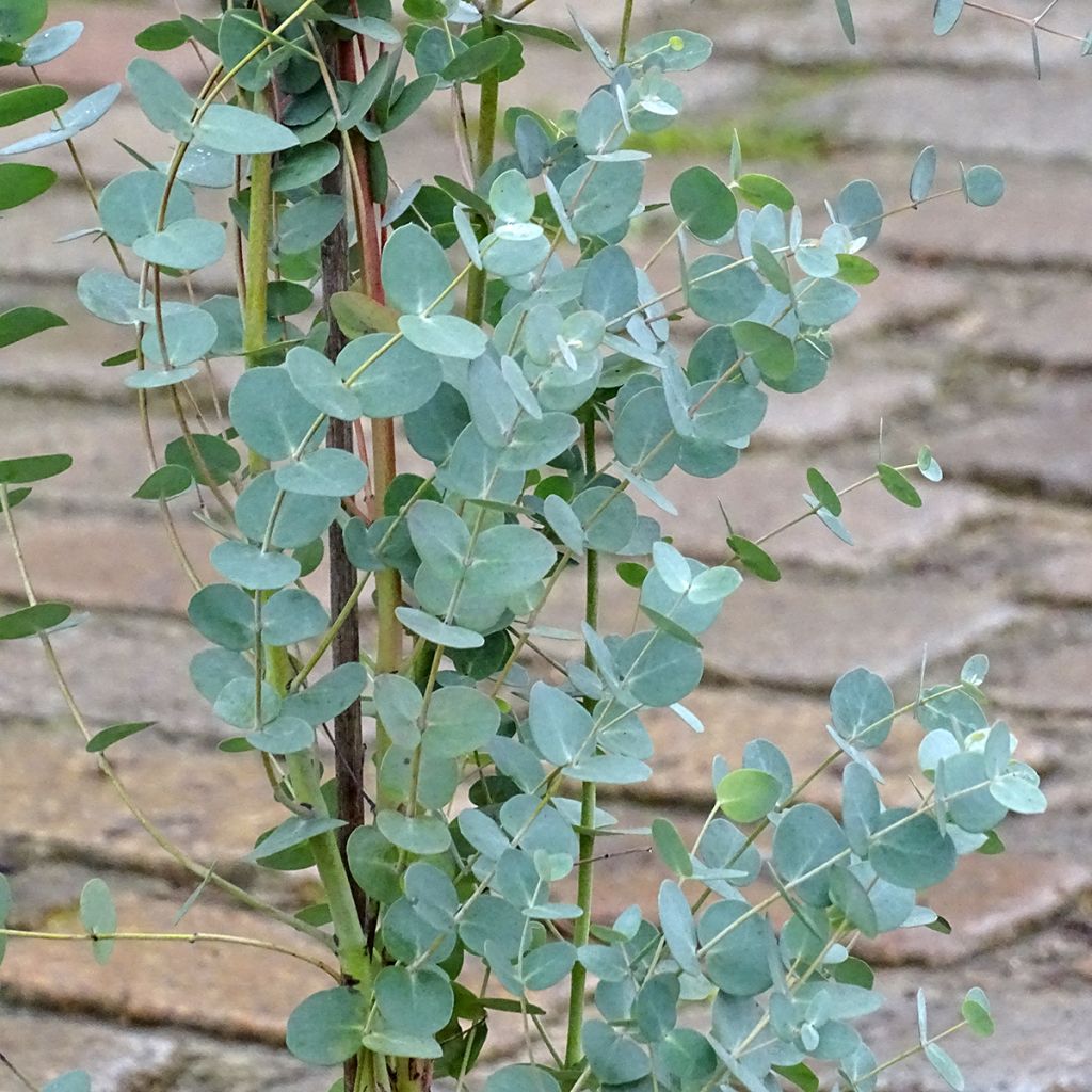 Eucalyptus pulverulenta Baby Blue - Gomboom