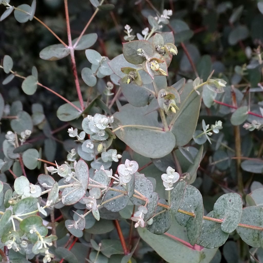 Eucalyptus pulverulenta Baby Blue - Gomboom