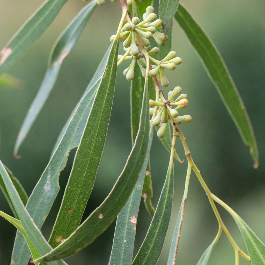 Eucalyptus amygdalina